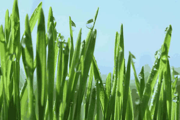 小麦药物施用不当造成危害